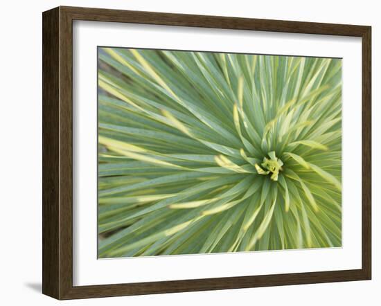 Motion Blur of Yucca Plant at Jc Raulston Arboretum in Raleigh, North Carolina-Melissa Southern-Framed Photographic Print