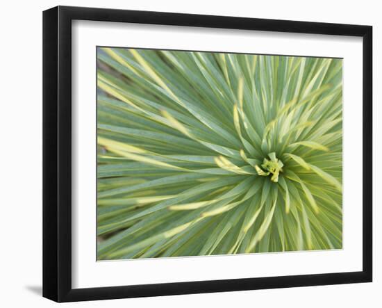 Motion Blur of Yucca Plant at Jc Raulston Arboretum in Raleigh, North Carolina-Melissa Southern-Framed Photographic Print