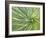 Motion Blur of Yucca Plant at Jc Raulston Arboretum in Raleigh, North Carolina-Melissa Southern-Framed Photographic Print