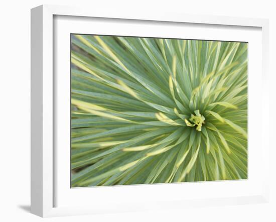 Motion Blur of Yucca Plant at Jc Raulston Arboretum in Raleigh, North Carolina-Melissa Southern-Framed Photographic Print