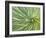 Motion Blur of Yucca Plant at Jc Raulston Arboretum in Raleigh, North Carolina-Melissa Southern-Framed Photographic Print