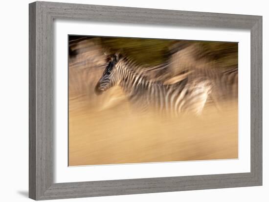 Motion Blur Portrait Of A Burchell's Zebra Running With The Herd. Okavango Delta, Botswana. 2008-Karine Aigner-Framed Photographic Print