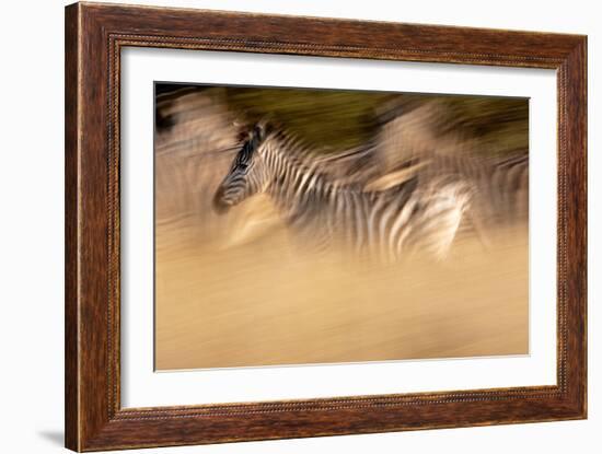 Motion Blur Portrait Of A Burchell's Zebra Running With The Herd. Okavango Delta, Botswana. 2008-Karine Aigner-Framed Photographic Print