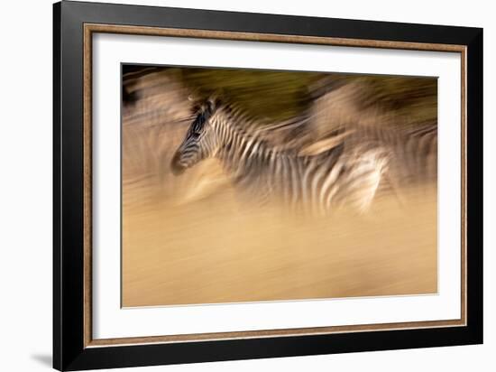 Motion Blur Portrait Of A Burchell's Zebra Running With The Herd. Okavango Delta, Botswana. 2008-Karine Aigner-Framed Photographic Print