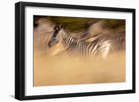 Motion Blur Portrait Of A Burchell's Zebra Running With The Herd. Okavango Delta, Botswana. 2008-Karine Aigner-Framed Photographic Print