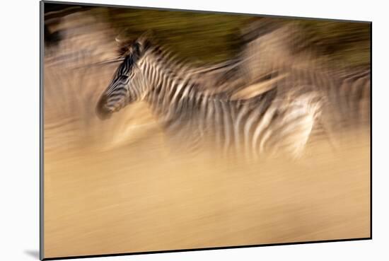 Motion Blur Portrait Of A Burchell's Zebra Running With The Herd. Okavango Delta, Botswana. 2008-Karine Aigner-Mounted Photographic Print