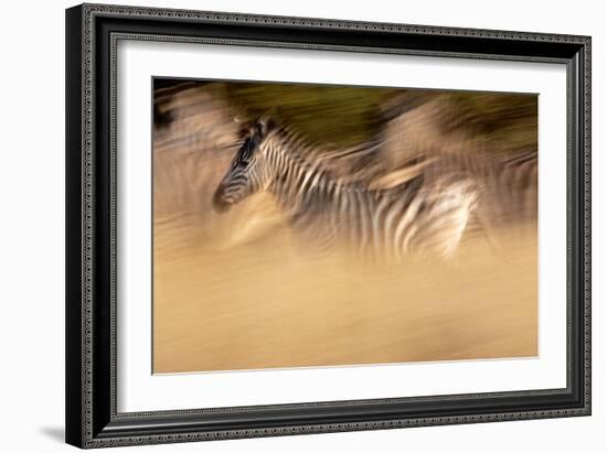 Motion Blur Portrait Of A Burchell's Zebra Running With The Herd. Okavango Delta, Botswana. 2008-Karine Aigner-Framed Photographic Print