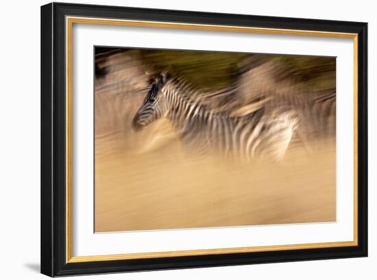 Motion Blur Portrait Of A Burchell's Zebra Running With The Herd. Okavango Delta, Botswana. 2008-Karine Aigner-Framed Photographic Print