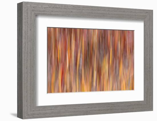 Motion effect on autumn vegetation, Yellowstone National Park.-Adam Jones-Framed Photographic Print