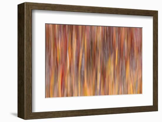 Motion effect on autumn vegetation, Yellowstone National Park.-Adam Jones-Framed Photographic Print