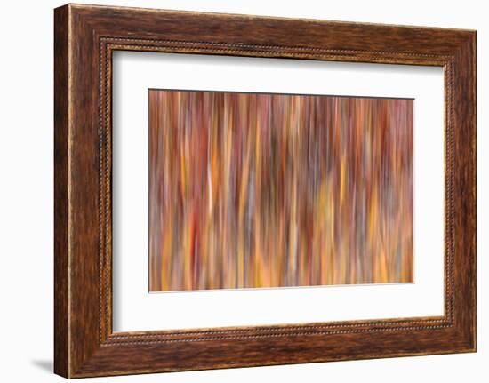 Motion effect on autumn vegetation, Yellowstone National Park.-Adam Jones-Framed Photographic Print