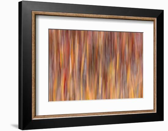 Motion effect on autumn vegetation, Yellowstone National Park.-Adam Jones-Framed Photographic Print