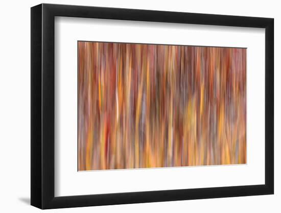 Motion effect on autumn vegetation, Yellowstone National Park.-Adam Jones-Framed Photographic Print