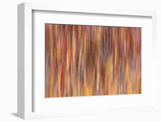 Motion effect on autumn vegetation, Yellowstone National Park.-Adam Jones-Framed Photographic Print