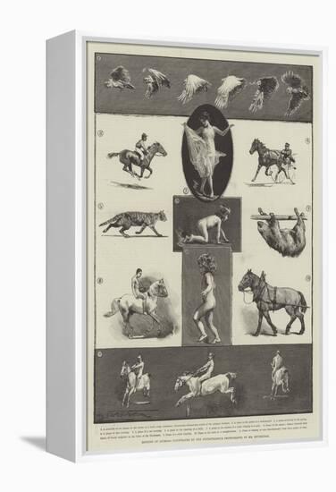 Motions of Animals Illustrated by the Instantaneous Photographs of Mr Muybridge-Thomas Walter Wilson-Framed Premier Image Canvas