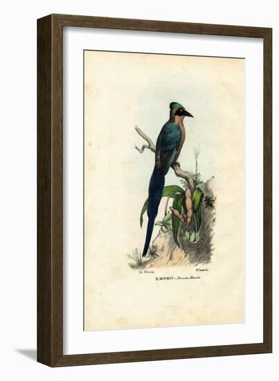 Motmot, 1863-79-Raimundo Petraroja-Framed Giclee Print