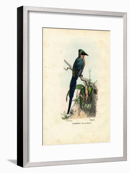 Motmot, 1863-79-Raimundo Petraroja-Framed Giclee Print