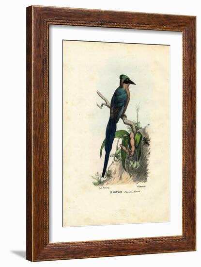 Motmot, 1863-79-Raimundo Petraroja-Framed Giclee Print