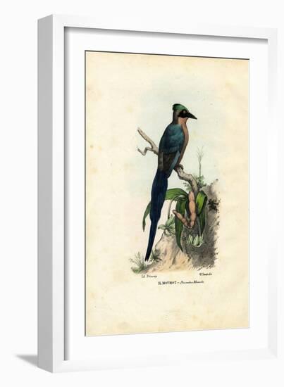 Motmot, 1863-79-Raimundo Petraroja-Framed Giclee Print