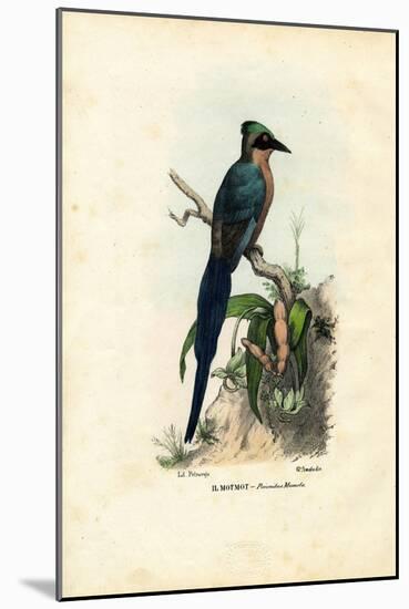 Motmot, 1863-79-Raimundo Petraroja-Mounted Giclee Print