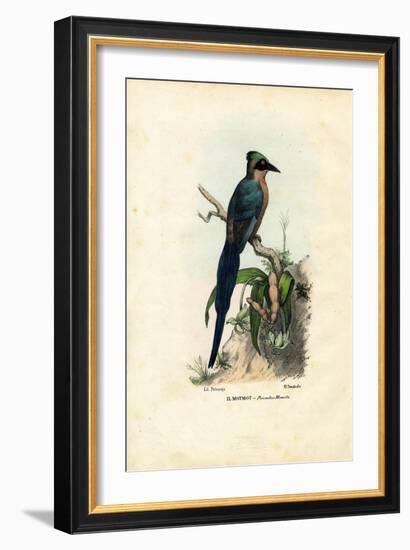 Motmot, 1863-79-Raimundo Petraroja-Framed Giclee Print