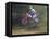 Motocross Racer Airborne-Steve Satushek-Framed Premier Image Canvas