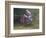 Motocross Racer Airborne-Steve Satushek-Framed Photographic Print