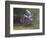 Motocross Racer Airborne-Steve Satushek-Framed Photographic Print