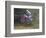 Motocross Racer Airborne-Steve Satushek-Framed Photographic Print