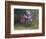 Motocross Racer Airborne-Steve Satushek-Framed Photographic Print