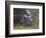 Motocross Racer Airborne-Steve Satushek-Framed Photographic Print