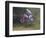 Motocross Racer Airborne-Steve Satushek-Framed Photographic Print