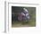 Motocross Racer Airborne-Steve Satushek-Framed Photographic Print