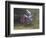 Motocross Racer Airborne-Steve Satushek-Framed Photographic Print