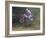 Motocross Racer Airborne-Steve Satushek-Framed Photographic Print