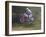 Motocross Racer Airborne-Steve Satushek-Framed Photographic Print