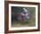 Motocross Racer Airborne-Steve Satushek-Framed Photographic Print