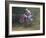 Motocross Racer Airborne-Steve Satushek-Framed Photographic Print