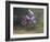 Motocross Racer Airborne-Steve Satushek-Framed Photographic Print