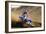 Motocross Racer on Dirt Track-null-Framed Photo