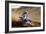 Motocross Racer on Dirt Track-null-Framed Photo