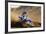 Motocross Racer on Dirt Track-null-Framed Photo