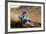 Motocross Racer on Dirt Track-null-Framed Photo