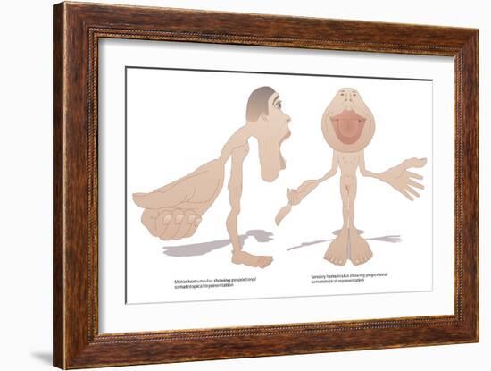 Motor And Sensory Homunculi-Peter Gardiner-Framed Photographic Print