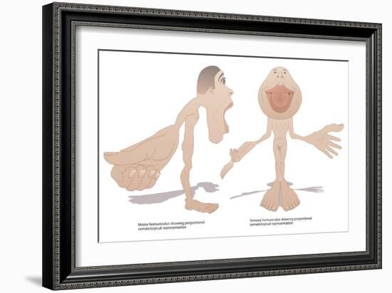 Motor And Sensory Homunculi-Peter Gardiner-Framed Photographic Print