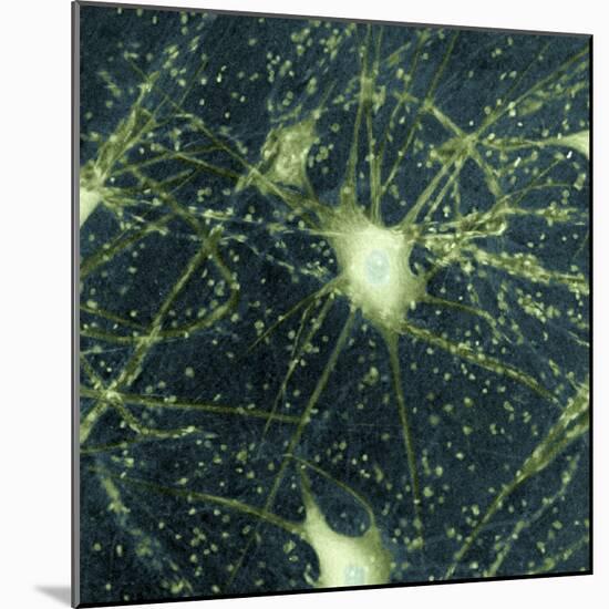 Motor Neurons, Light Micrograph-Steve Gschmeissner-Mounted Premium Photographic Print