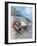 Motor Racing, 1930-null-Framed Giclee Print