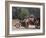 Motorcycle Bus, Cambodia-Mark Hannaford-Framed Photographic Print