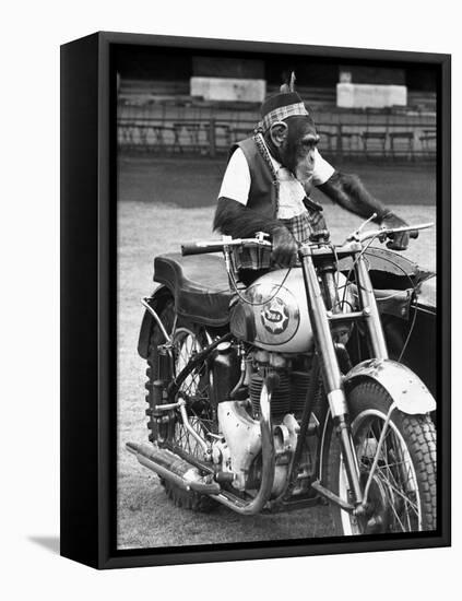 Motorcycle Chimp-null-Framed Premier Image Canvas