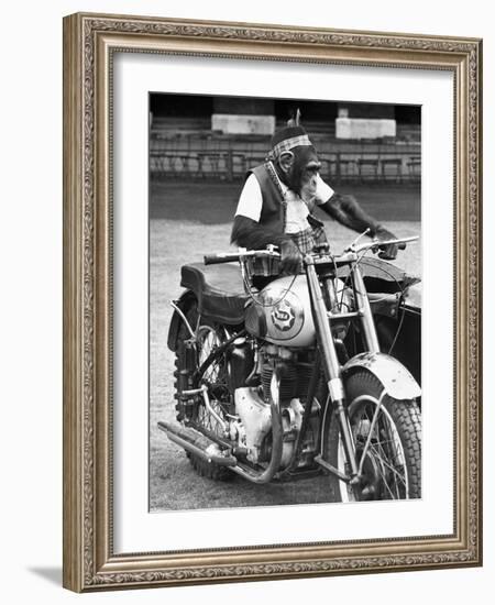 Motorcycle Chimp-null-Framed Photographic Print